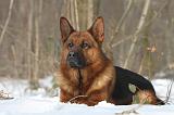 BERGER ALLEMAND 511